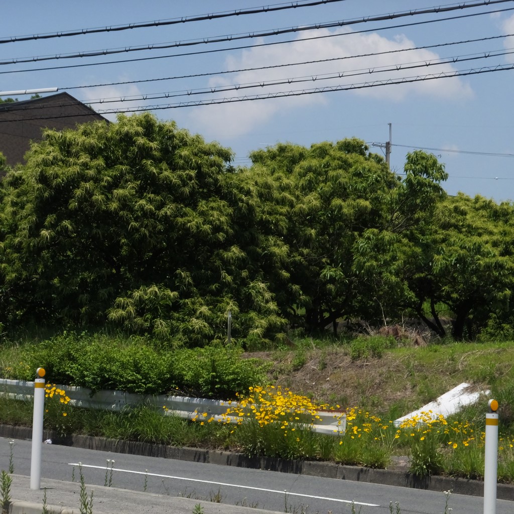 森友嵐士 嫁のマリアの現在 病気だった 画像と歌詞 タケちゃんのレロレロポンチ