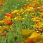 有吉 干される 夏目の事務所が激怒!!有吉オワタ・・・・・。
