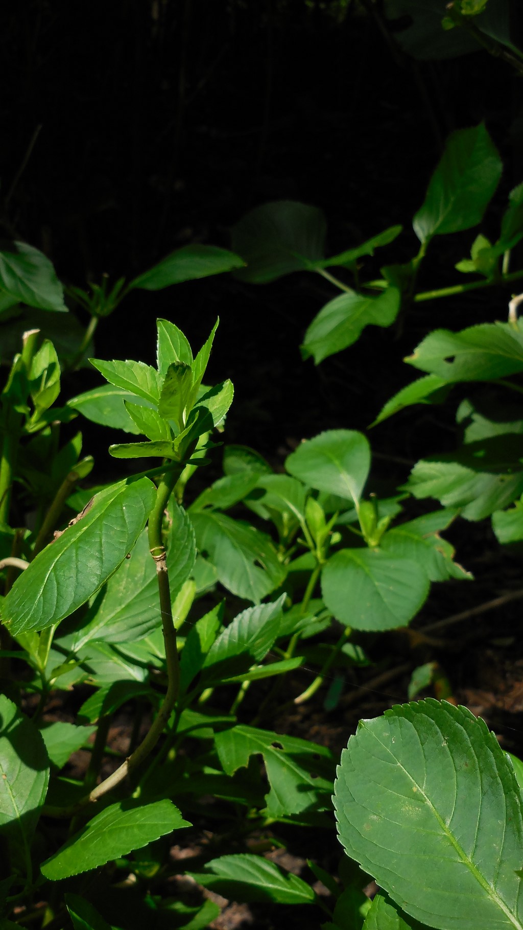 久川綾 プリキュア コナンの声優が鶴ひろみの後任のブルマ役に タケちゃんのレロレロポンチ